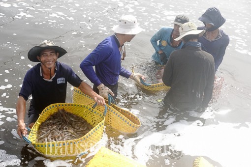 Bất ngờ thị trường tôm tháng 5