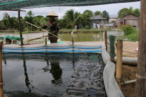 Giá ếch tăng trở lại