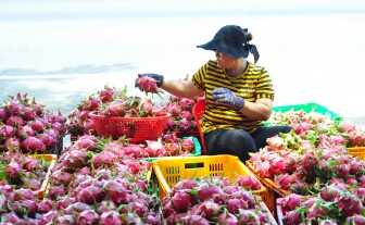 Trung Quốc đang thiếu hụt, Việt Nam tăng tốc xuất khẩu rau quả