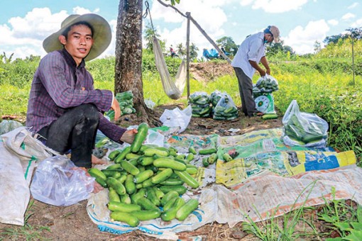 Trồng bí đao cho thu nhập khá cao