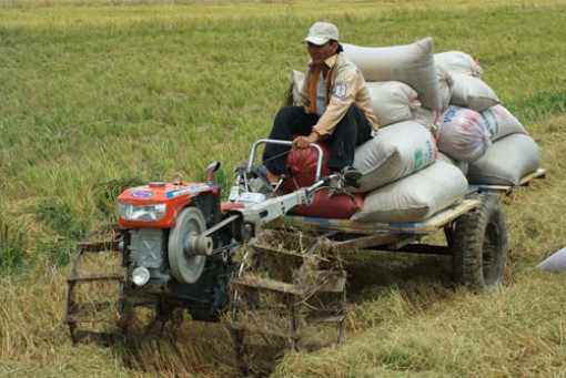 Gạo Việt tăng giá, nông dân phấn khởi