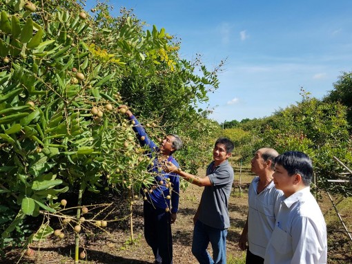 Nâng tầm thương hiệu nhãn xuồng Khánh Hòa