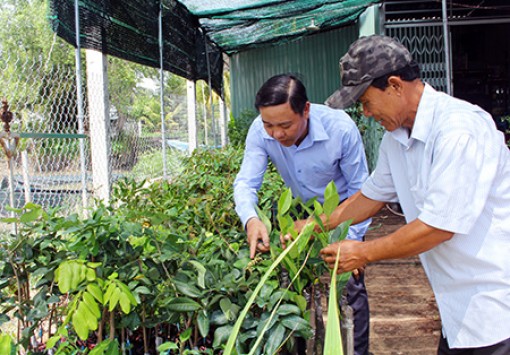 Phát triển nông nghiệp đô thị ở Hậu Giang