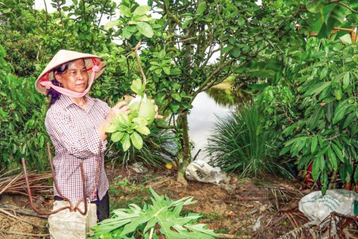 U Minh Thượng phát huy vai trò hợp tác, liên kết sản xuất