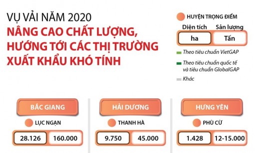 Quả vải Việt hướng tới thị trường xuất khẩu khó tính