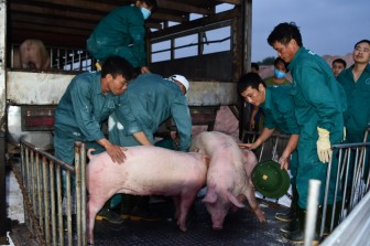 Giá heo hơi hôm nay 12-6: Doanh nghiệp đăng ký nhập hàng nghìn con lợn từ Thái Lan, giá heo hơi ra sao?