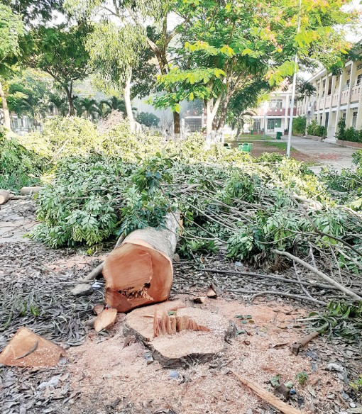 Cần có nhận thức đúng về việc chặt cây xanh trong trường học