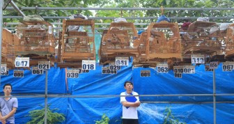 Hội thi chim chào mào hót tỉnh An Giang