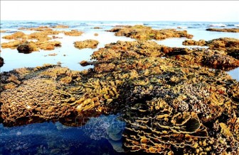 Mê mẩn những rạn san hô rực rỡ sắc màu ở 'thủy cung trên cạn' Gành Yến