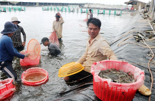 “Ngôi nhà chung” của nuôi tôm công nghệ cao