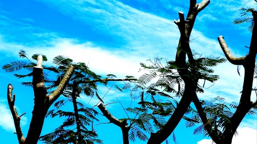An Giang: Chấn chỉnh việc trồng, chăm sóc, bảo quản cây xanh trong trường học