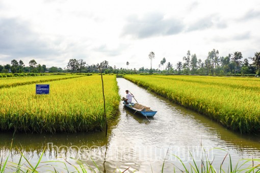 Lúa thơm – Tôm sạch, mô hình thông minh và bền vững