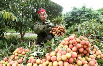 Đưa nông sản, thực phẩm Việt tiến sâu vào thị trường Trung Quốc