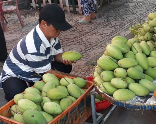 Đẩy mạnh nâng cao chất lượng xoài