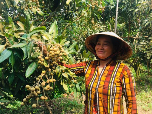 Mô hình trồng nhãn Ido kết hợp mít Thái