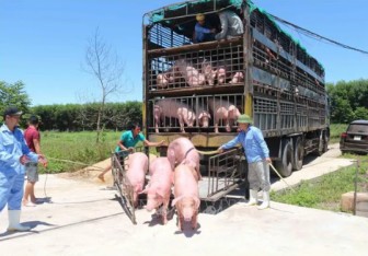 Giá heo hơi hôm nay 19-6: 15 công ty muốn nhập lợn sống từ Thái Lan, giá lợn miền Bắc giảm