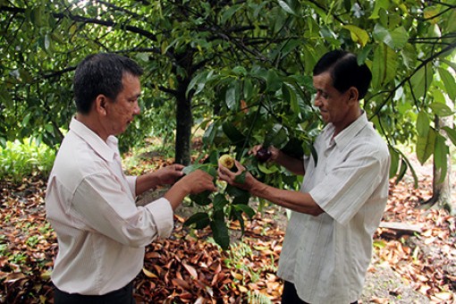 Hậu Giang: Hân hoan mừng xã nông thôn mới nâng cao