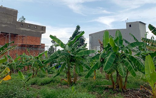 Hậu Giang: Sẽ quản lý chặt việc nuôi chim yến