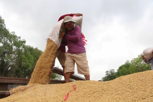 Kiên Giang thúc đẩy liên kết, phát triển chuỗi giá trị lúa gạo