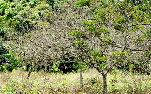 Vĩnh Long: Nỗ lực khôi phục vườn cây ăn trái sau hạn mặn