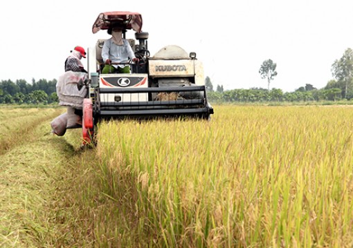 Khởi sắc thị trường lúa, gạo