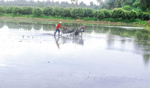 Sản xuất lúa vụ Thu Đông 2020: Thuận lợi, nhưng không được chủ quan