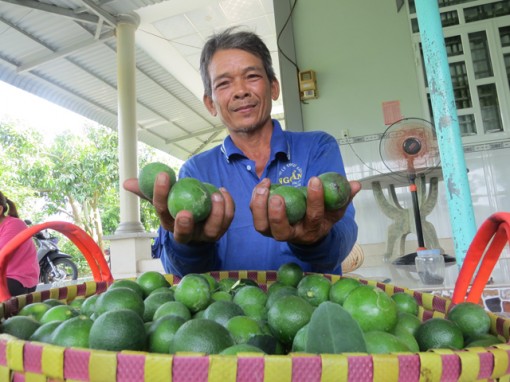 Chanh, ổi, mít... “bén duyên” đất Thanh Mỹ