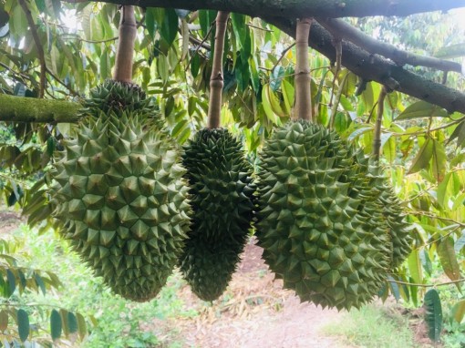 Hướng đi mới trong canh tác sầu riêng