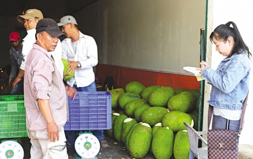 Giá trái mít Thái tăng nhẹ trở lại