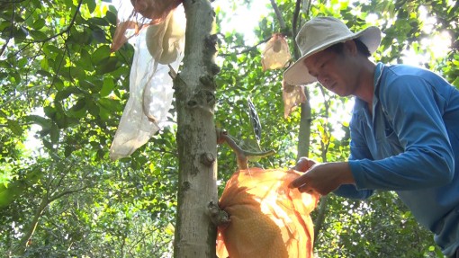 Tăng thu nhập từ chuyển đổi cây trồng