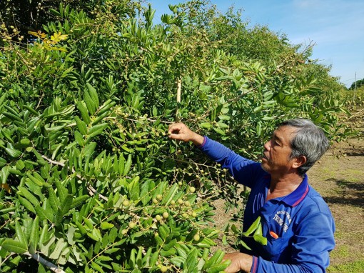 An Giang hướng đến phát triển nông nghiệp bền vững