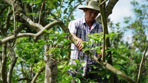 Nỗ lực cứu chôm chôm "chững lại" sau hạn mặn