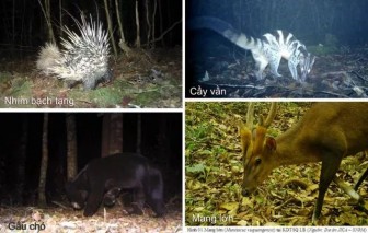Phát hiện nhiều loài thú quý hiếm ở Vườn quốc gia Bidoup - Núi Bà