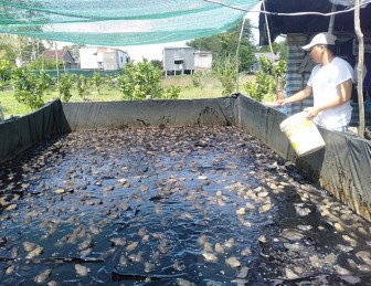 Mô hình nuôi ếch hiệu quả ở xã Khánh Hòa
