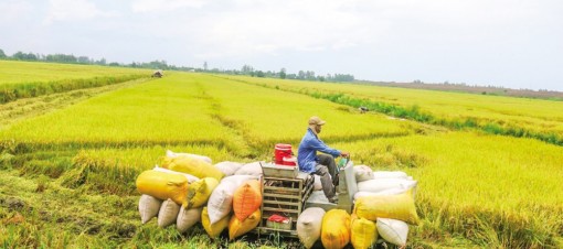 Duy trì, phát triển mô hình liên kết sản xuất lúa