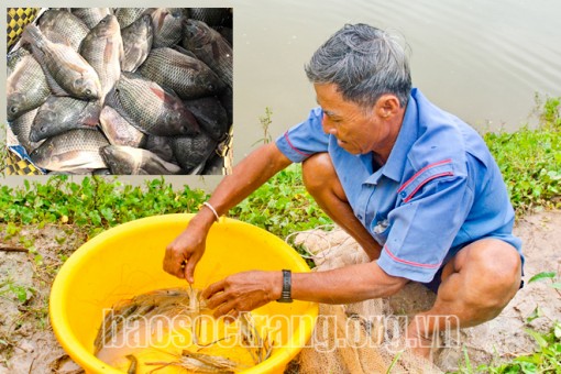 Thêm con tôm càng xanh và cá rô phi cho vùng tôm – lúa