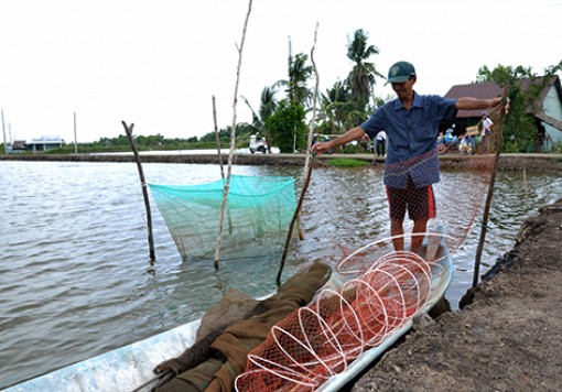 Hậu Giang: Vào vụ thu hoạch tôm trên đất lúa