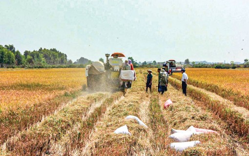 Thúc đẩy liên kết, phát triển chuỗi giá trị lúa gạo chất lượng cao