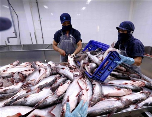 Đề xuất xử lý vướng mắc về thuế với sản phẩm thủy sản chế biến và sơ chế