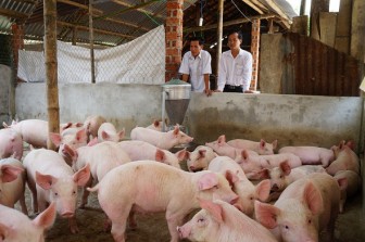 Giá heo hơi hôm nay 5-7: Giá lợn miền Bắc 93.000 đồng/kg, chủ trại thở phào vì trả hết nợ