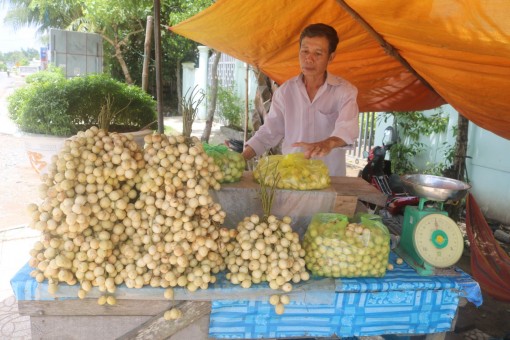 Đặc sản dâu Hạ Châu vào mùa thu hoạch