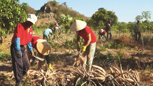 Gỡ khó cho cây khoai mì