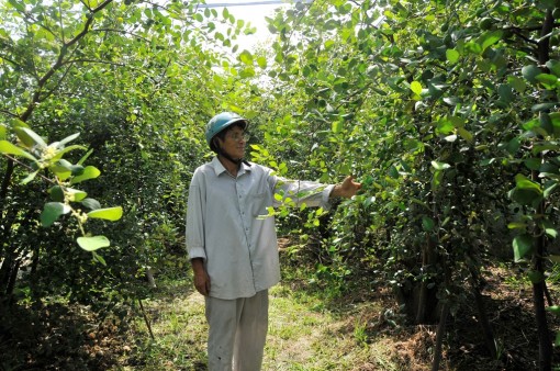 Trồng táo trong nhà lưới