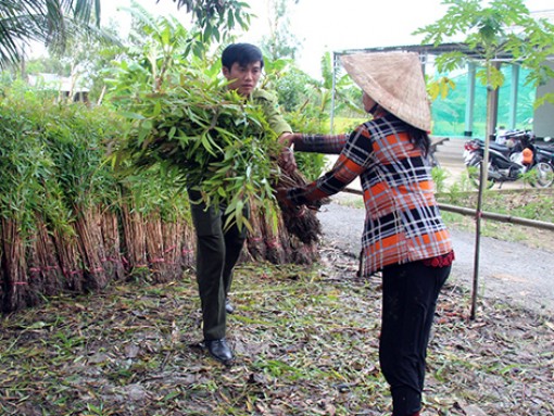 Hậu Giang: Hỗ trợ tràm giống cho nông dân