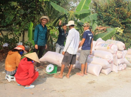 Giá lúa tăng trở lại