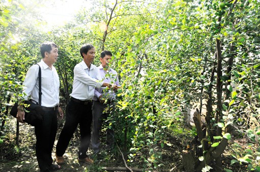 Châu Phú tập trung phát triển kinh tế - xã hội
