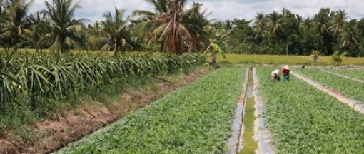 Mang Thít đổi mới, sáng tạo và phát triển