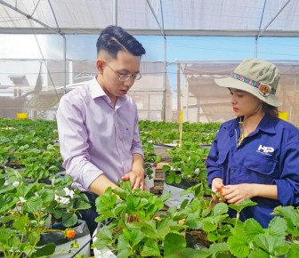 Gia Lai: Làm nông nghiệp công nghệ cao, trai trẻ Gia Lai đưa dâu tây vào nhà lưới