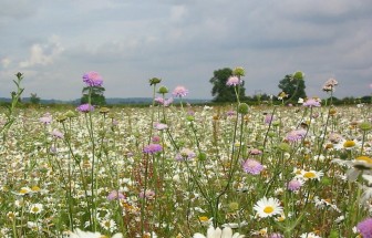 Kế hoạch "cao tốc hoa dại" giúp bảo vệ loài thụ phấn tại Anh