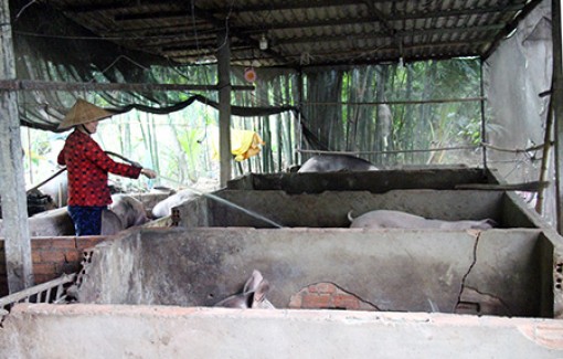 Hậu Giang: Tích cực hỗ trợ người chăn nuôi